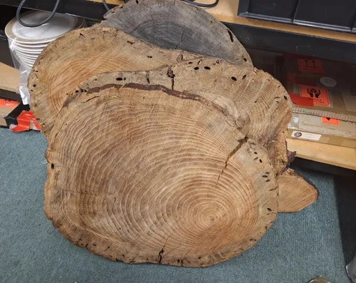 Rustic Wooden Round Logs - Extra Large (approximately 70cm)