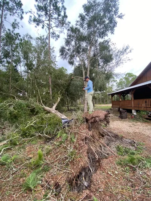 Tree Removal - Cleanup