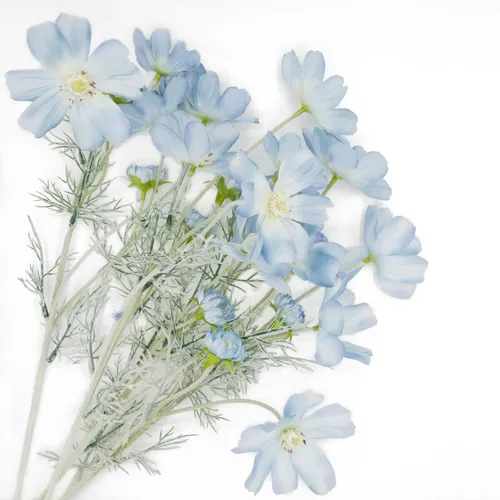 Light Blue Cosmo Flower