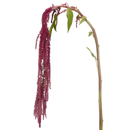 Red Amaranthus Flower