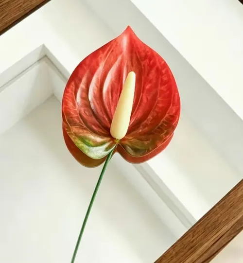 Red Anthurium Flower