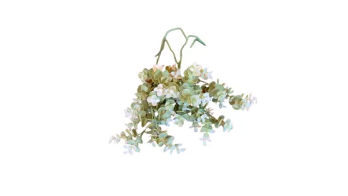 White/Light Green Baby Eucalyptus Stem