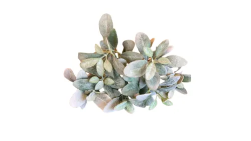 Frosted Lamb's Ear Stem