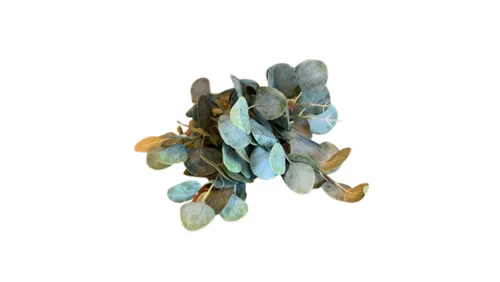 Silver Dollar Eucalyptus Stem - Dark