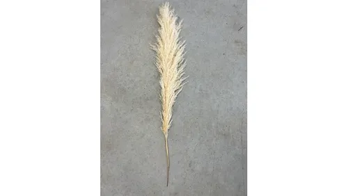 Off-White Pampas Grass Stem