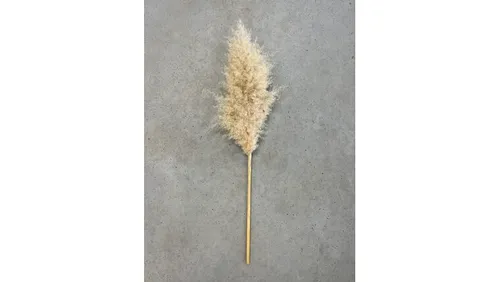 Fluffy Pampas Grass Stem
