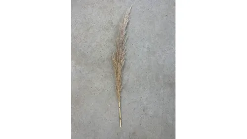 Beige Pampas Grass Stem