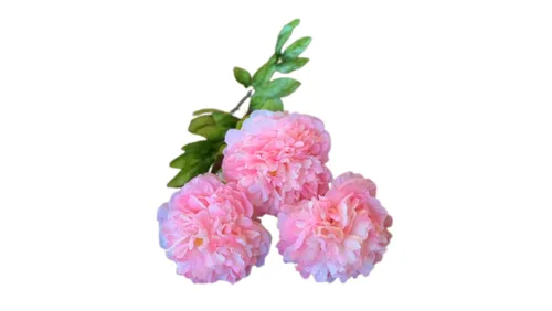 Pink Peony Flower Stem