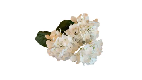 White Hydrangea Stem