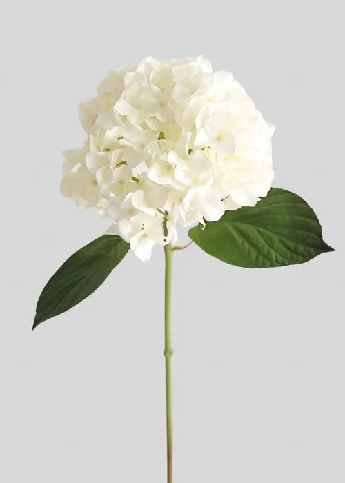 White Hydrangea Stem flowers