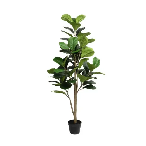 Birds of Paradise Silk Plant in Pot