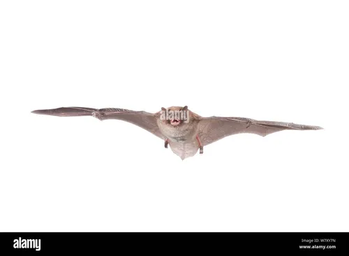 Bat / Myotis IR remote camera