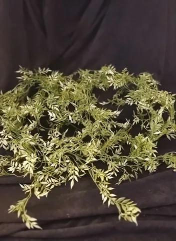 GREENERY: mini ficus garland (max 6)