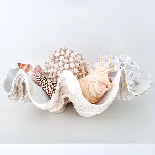 Faux Clam Shell