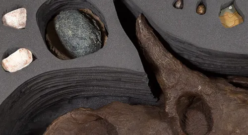 Digging Dinosaurs Toolbox