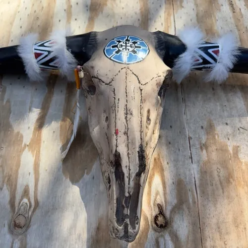 Long Horn Cow Skull 
