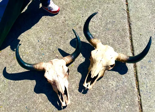 Assorted Fake Cow Skulls.