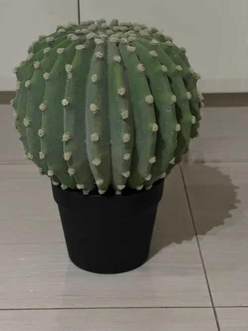 Round cactus in plastic pot