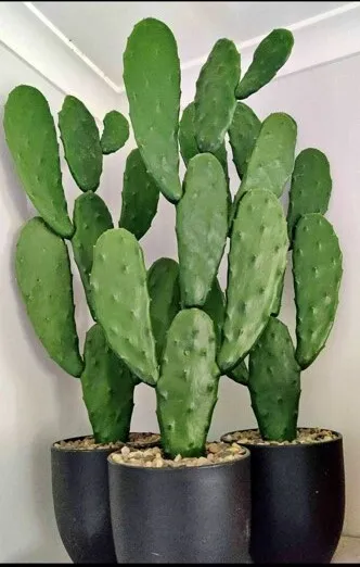 Faux Cactus in Pots