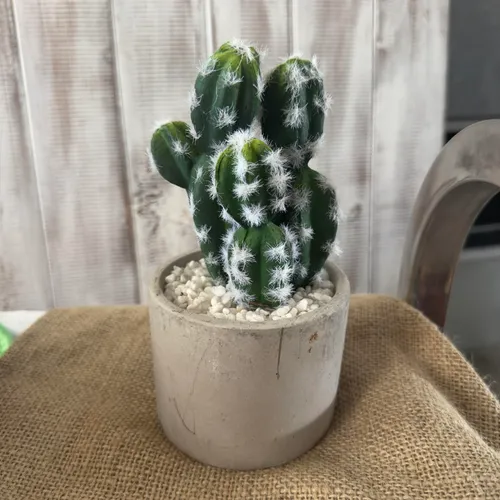 Small cactus in grey ceramic pot