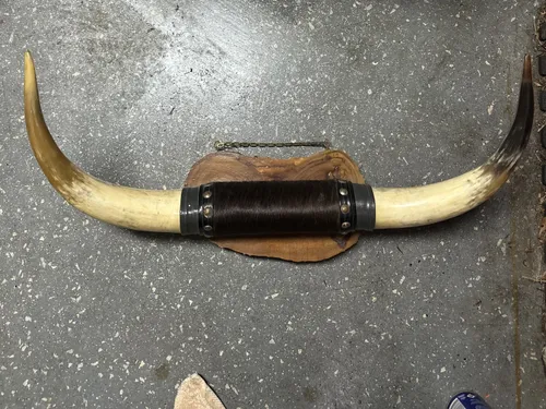 Cow/ Bull Horns