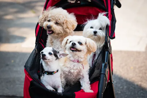 Pet Stroller