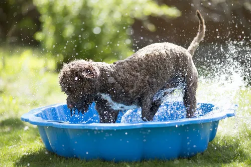 Dog Pool for Cool Vacation Fun & Safe Splash Play