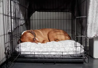 Medium Dog Crate