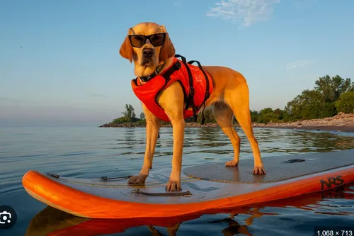 Paddleboard - Dog-friendly (Inflatable) (Rental)*