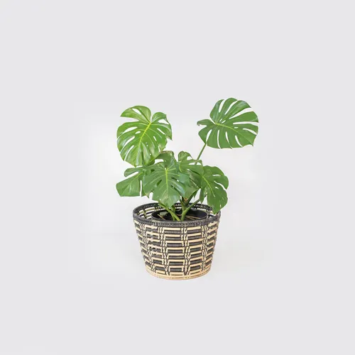 Large Monstera Deliciosa in Basket