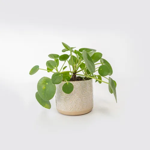 Chinese Money Plant 