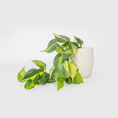 Philodendron Brasil