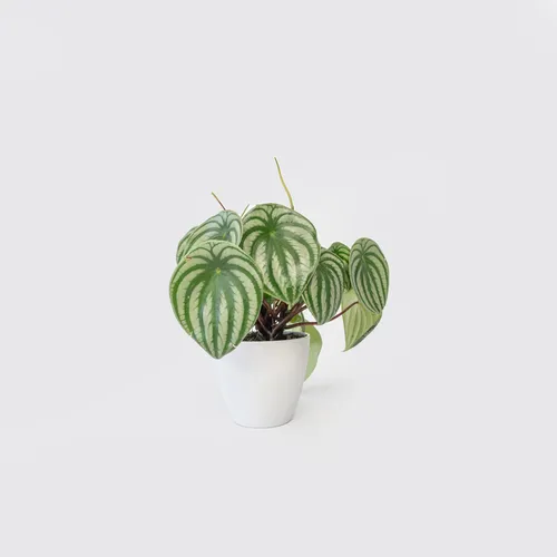 Peperomia Argyreia Watermelon