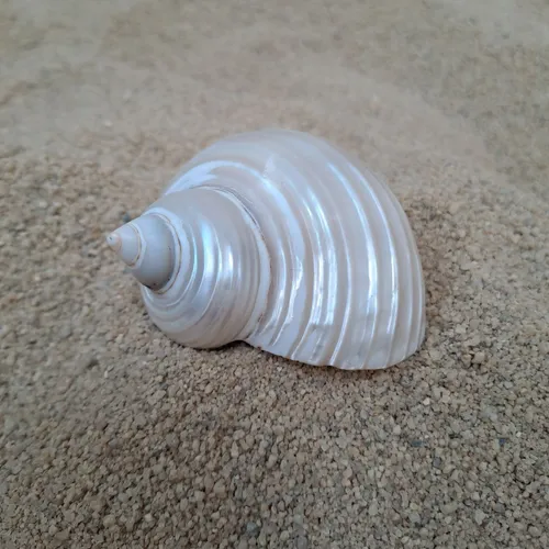 Pearly Shell