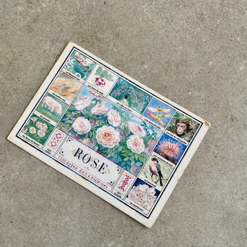 Rose Vintage Postcard