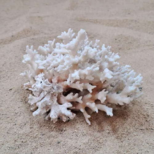 White Coral