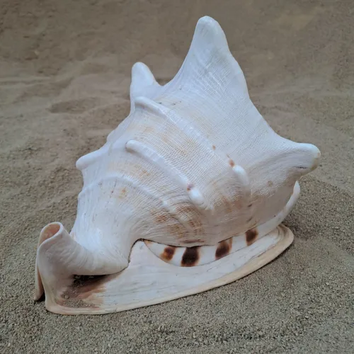 Horned Helmet Giant Shell