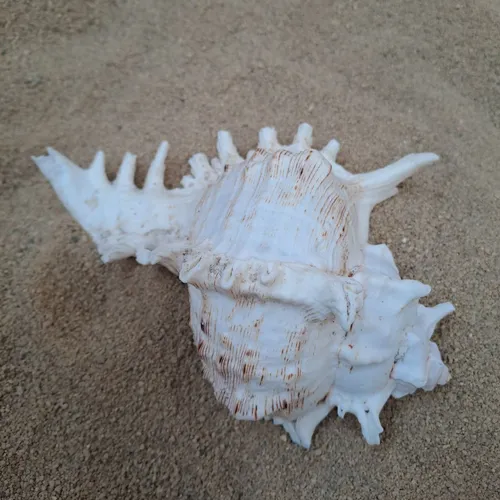 Giant Spikey Sea Shell