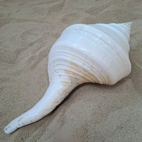 Giant Trumpet Shell