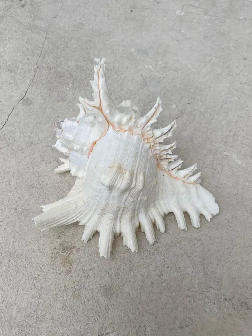Spikey Sea Shell