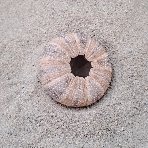 Sea Urchin Shell