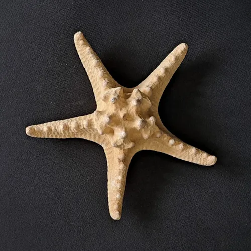 Giant Starfish 