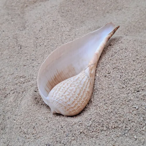 Textured Shell