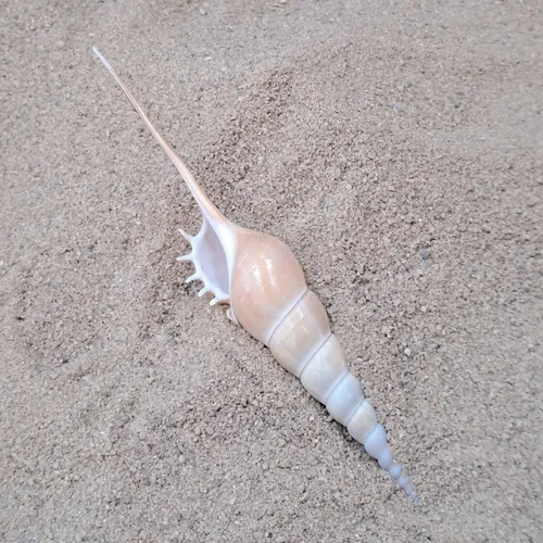 Long Nose Shell
