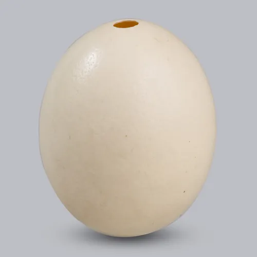Ostrich Egg