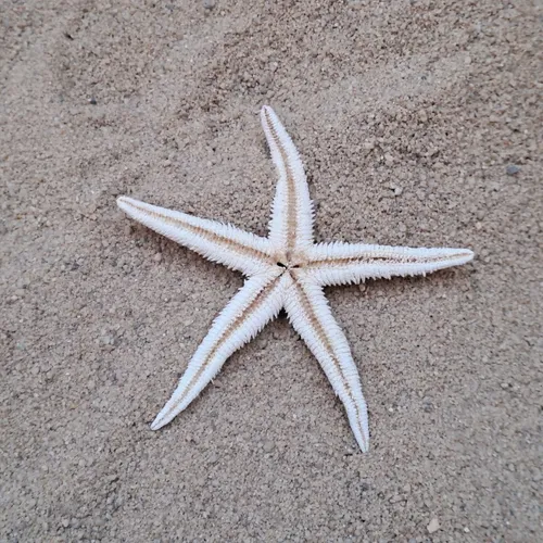 Starfish