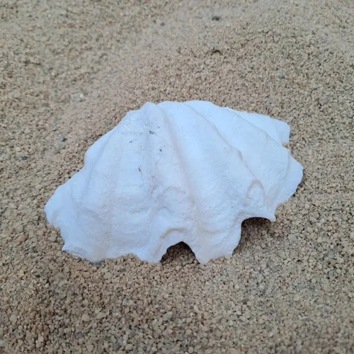 White Sea Clam