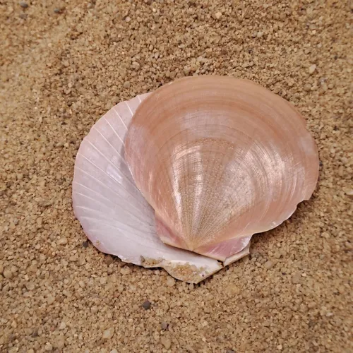 Scallop Shell
