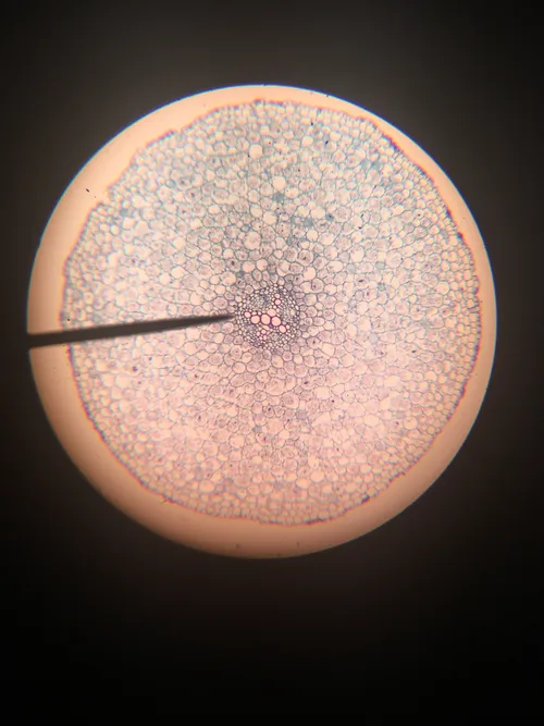 Slides: Typical Dicot Root, c.s.