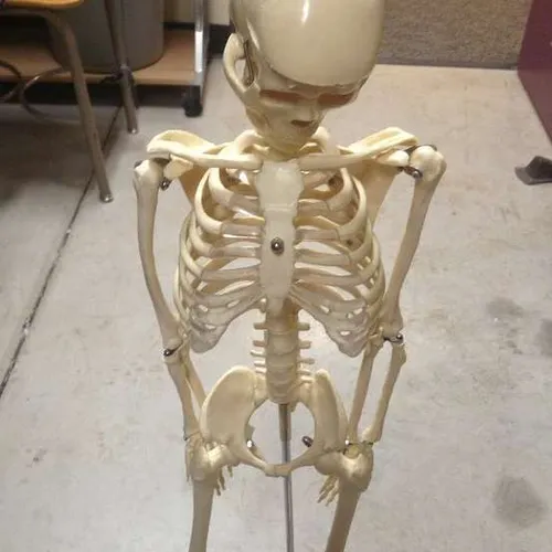 Anatomy-Mr. Thrifty Skeleton